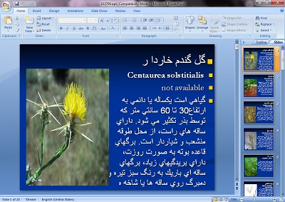 پاورپوینت گل گندم خاردار